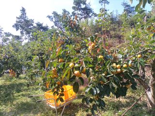 제키님의 감 · 영농일지 작성글 사진