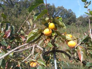 김경수님의 감 · 영농일지 작성글 사진