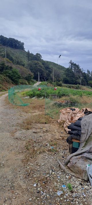 용호님의 고추 · 영농일지 작성글 사진