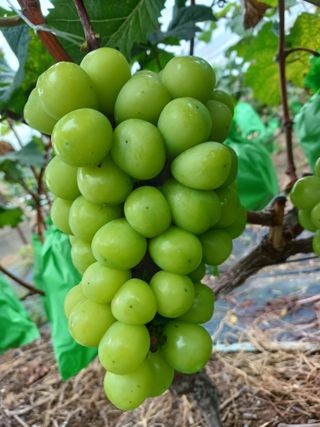 알 수 없음님의 10월 농사 성적 자랑하기 · 참여글 작성글 사진