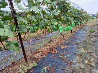 알 수 없음님의 10월 농사 성적 자랑하기 · 참여글 작성글 사진