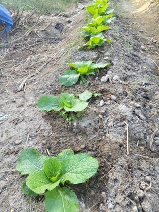 아준님의 배추 · 일상 작성글 사진