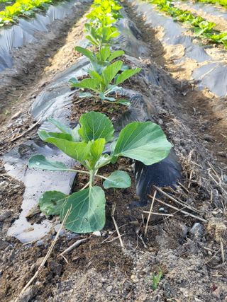 아준님의 배추 · 일상 작성글 사진