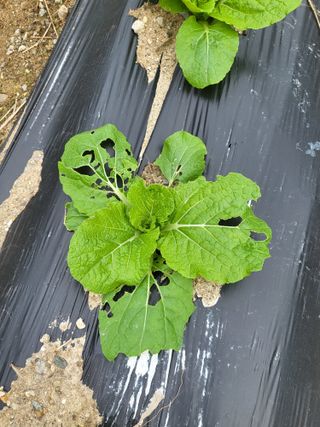 아준님의 배추 · 일상 작성글 사진