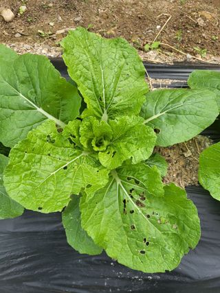 아준님의 배추 · 일상 작성글 사진