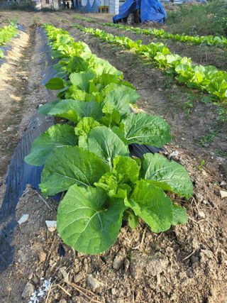 아준님의 배추 · 일상 작성글 사진