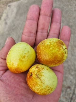 일심묘목농원님의 기타작물 · 자유게시판 작성글 사진