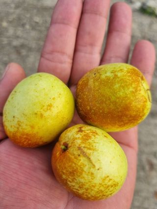 일심묘목농원님의 기타작물 · 자유게시판 작성글 사진