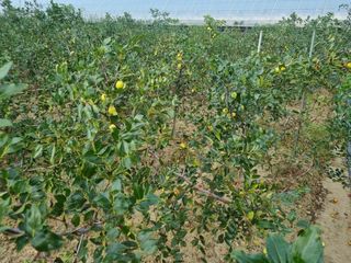 일심묘목농원님의 기타작물 · 자유게시판 작성글 사진