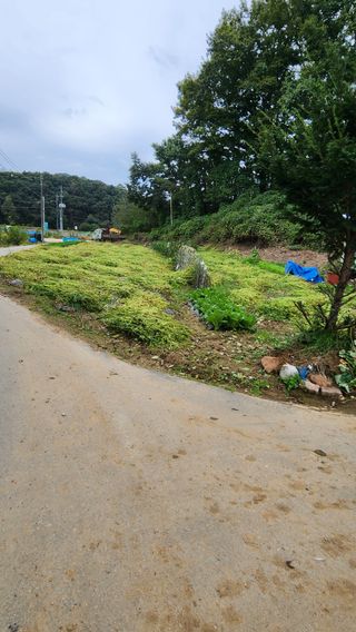 매실16290님의 들깨 · 자유게시판 작성글 사진