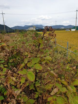 도시부부농부님의 기타작물 · 자유게시판 작성글 사진