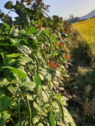 도시부부농부님의 기타작물 · 자유게시판 작성글 사진
