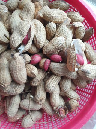 도시부부농부님의 기타작물 · 자유게시판 작성글 사진