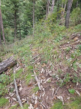정진필님의 복숭아 · 영농일지 작성글 사진