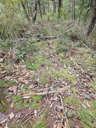 정진필님의 복숭아 · 영농일지 작성글 사진