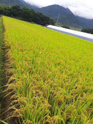 정주건님의 10월 농사 성적 자랑하기 · 참여글 작성글 사진