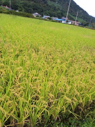 정주건님의 10월 농사 성적 자랑하기 · 참여글 작성글 사진