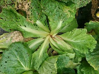 이봉석님의 배추 · 병해충상담 작성글 사진