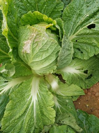 이봉석님의 배추 · 병해충상담 작성글 사진