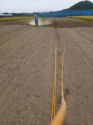 마늘 복숭아윤금자님의 10월 농사 성적 자랑하기 · 참여글 작성글 사진