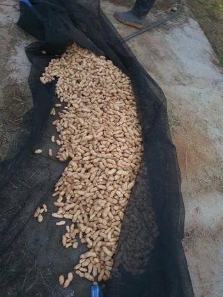 이종선님의 기타작물 · 영농일지 작성글 사진