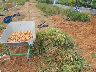 이종선님의 기타작물 · 영농일지 작성글 사진