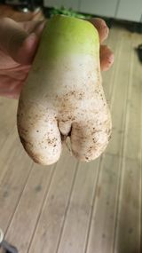 팜모닝 기타작물·병해충상담 게시글 이미지