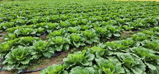 중청3595님의 10월 농사 성적 자랑하기 · 참여글 작성글 사진