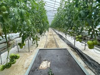 그린애농장님의 토마토 · 생장기 농작업 작성글 사진