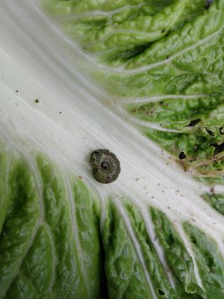 금동이네님의 배추 · 병해충상담 작성글 사진