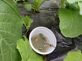 금동이네님의 배추 · 병해충상담 작성글 사진