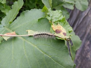 금동이네님의 배추 · 병해충상담 작성글 사진