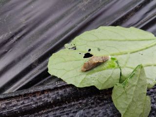 금동이네님의 배추 · 병해충상담 작성글 사진