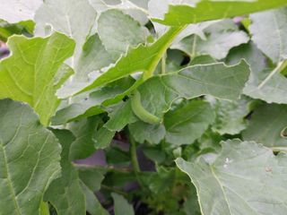 금동이네님의 배추 · 병해충상담 작성글 사진