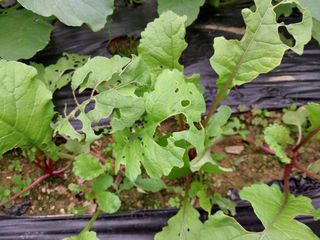 금동이네님의 배추 · 병해충상담 작성글 사진