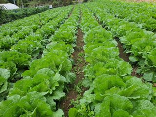 안비님의 고추 · 품종•종자 작성글 사진