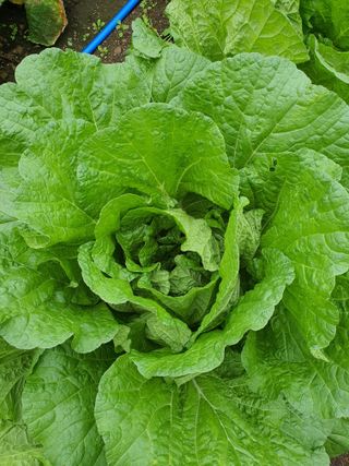 안비님의 고추 · 품종•종자 작성글 사진