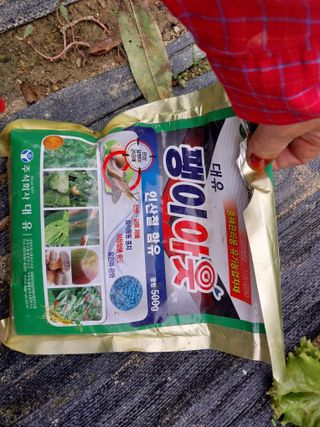 금동이네님의 배추 · 병해충상담 작성글 사진