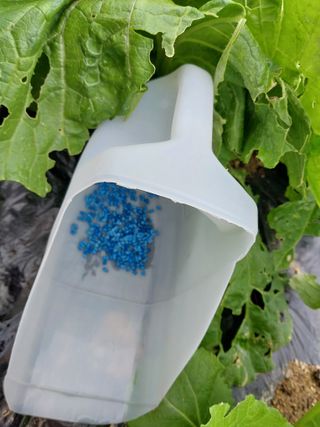 금동이네님의 배추 · 병해충상담 작성글 사진