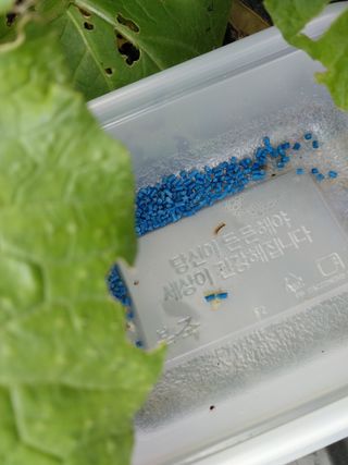 금동이네님의 배추 · 병해충상담 작성글 사진