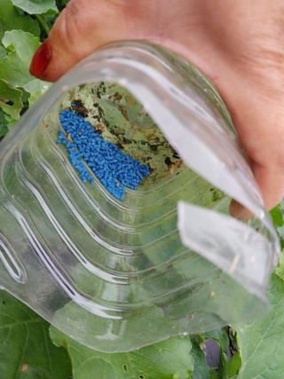 금동이네님의 배추 · 병해충상담 작성글 사진