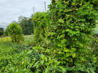 병아리농사꾼님의 10월 농사 성적 자랑하기 · 참여글 작성글 사진