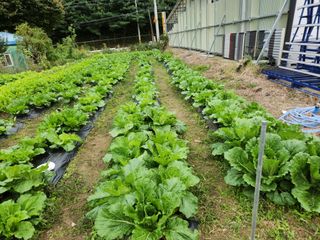 병아리농사꾼님의 10월 농사 성적 자랑하기 · 참여글 작성글 사진