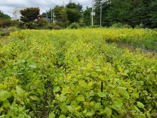 병아리농사꾼님의 10월 농사 성적 자랑하기 · 참여글 작성글 사진