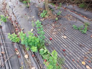 금동이네님의 기타작물 · 자유게시판 작성글 사진