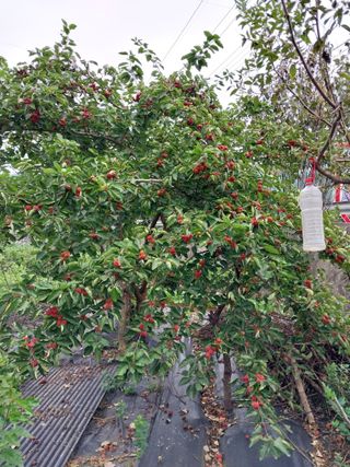 금동이네님의 기타작물 · 자유게시판 작성글 사진