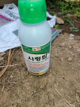 김봉학님의 마늘 · 영농일지 작성글 사진