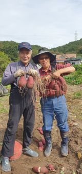 팜모닝 고구마·자유게시판 게시글 이미지