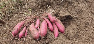 시민농장님의 고구마 · 자유게시판 작성글 사진