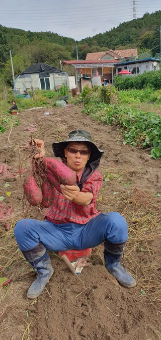 시민농장님의 고구마 · 자유게시판 작성글 사진